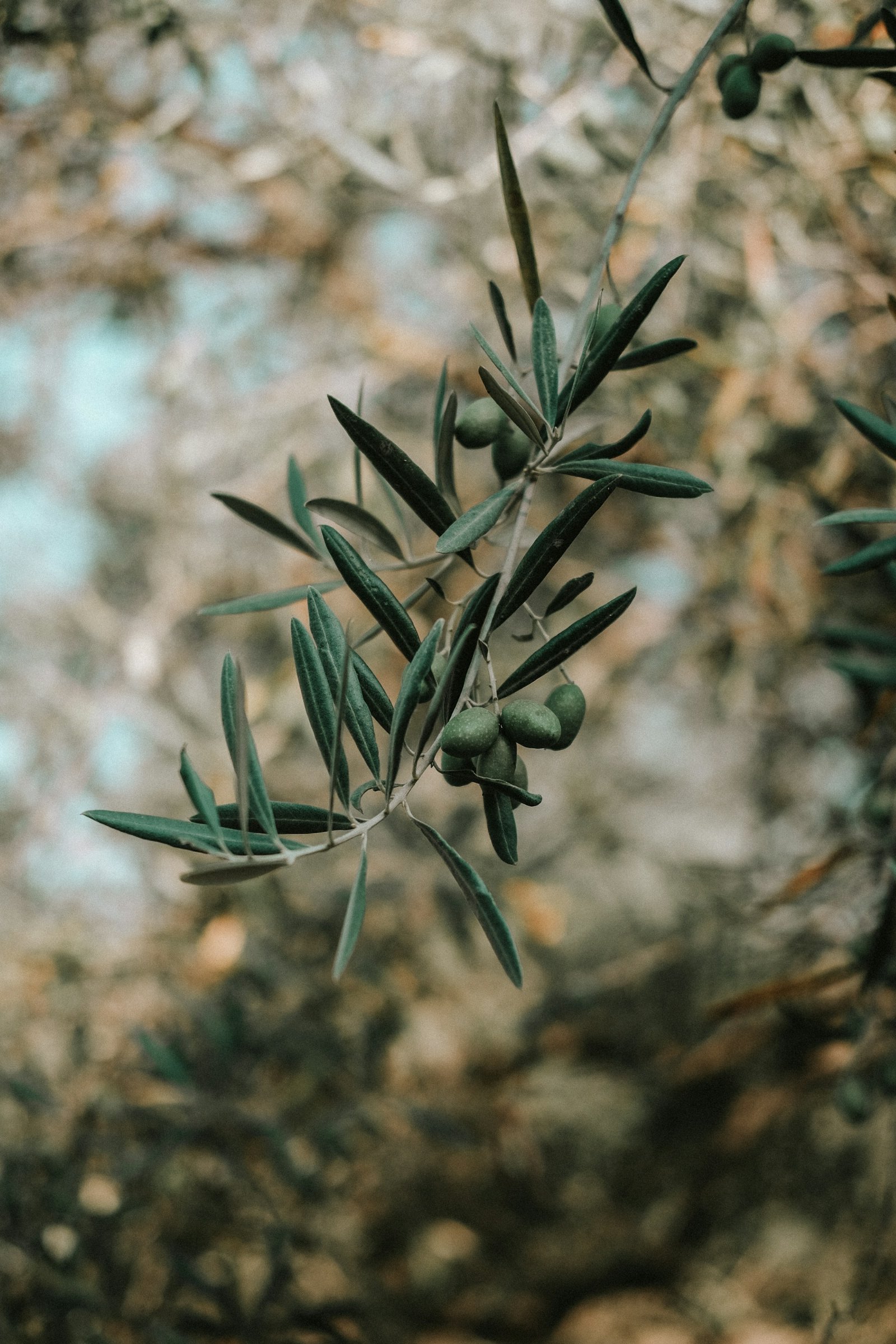 Ramo d’olivo con olive verdi